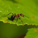 Ant Pest Control Melbourne Profile Picture